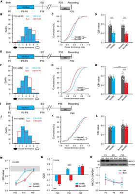 Closing the Critical Period Is Required for the Maturation of Binocular Integration in Mouse Primary Visual Cortex